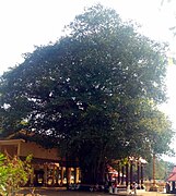 Ficus tree in front of Sarkaradevi Temple, Chirayinkeezhu, Thiruvananthapuram, Kerala