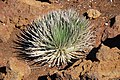 Plante endémique du cratère Haleakalā