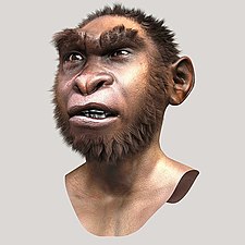 Homo ergaster