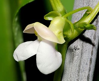 Bean flower close-up