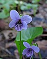 Marsh violet