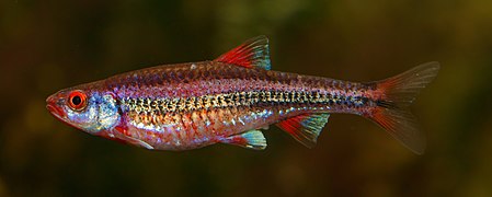 Notropis chrosomus - Wilhelma 01.jpg