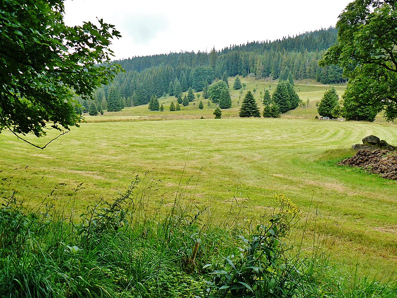 File:Ausblick vom Wanderweg vom Schluchsee zum Feldberg - panoramio.jpg