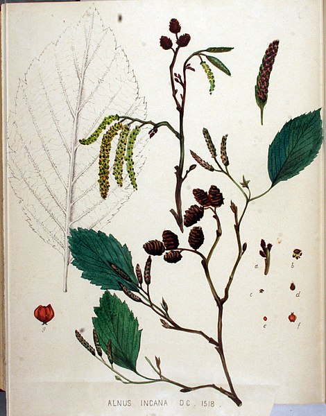 File:Alnus incana — Flora Batava — Volume v19.jpg