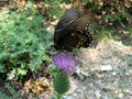 Papilio polyxenes