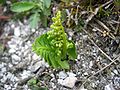 Figura 4.6. Botrychium lunaria. Nesta planta nueva puede reparase la prefoliación plegada carauterística de les ophioglossaceae.