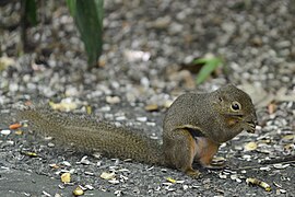 Callosciurus notatus zoo de Singapour