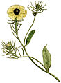 Tolpis barbata (as syn. Crepis barbata) plate 35 in: The Botanical Magazine, vol. 1, (1787) alternative