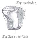 Posterolateral vy