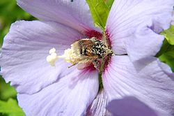 Fälthumla på frilandshibiskus (Hibiscus syriacus)