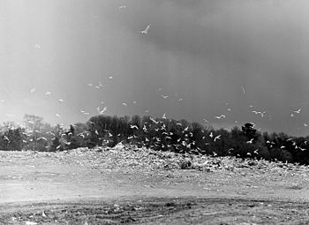 Den svart-vita bilden visar Lövsta soptipp 1962. Färgfotot till höger är taget på samma plats i augusti 2010. I bakgrunden syns Lövstafjärden.