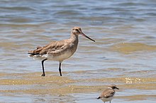 Barge hudsonienne (Limosa haemastica)