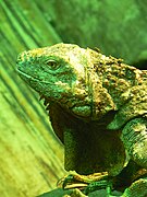 Iguane vert.