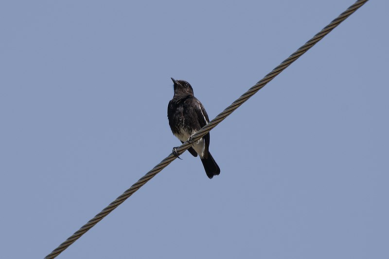 File:Pied bush chat at Kairwaan, Dehradun district.jpg