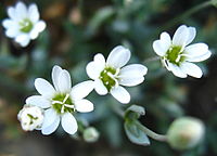 Stellaria longipes