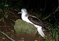 Streaked shearwater