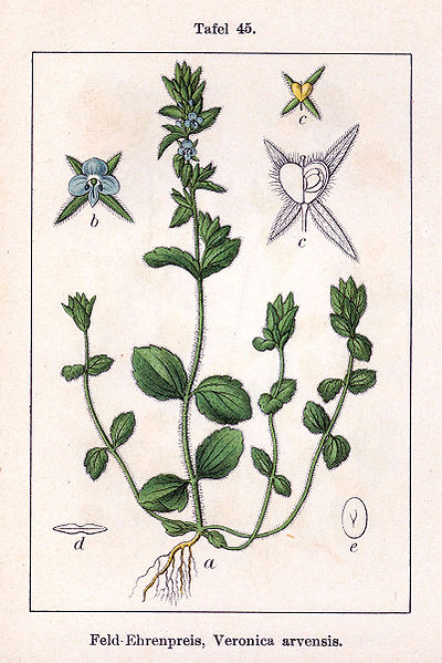 File:Veronica arvensis Sturm45.jpg