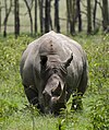 Breitmaulnashorn im Nakurusee-Nationalpark in Kenia