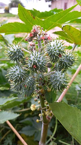 Ricinus communis