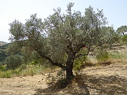 Ithilien is said to be home to the olive, a tree of the Mediterranean basin