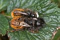 Osmia cornuta bees mating