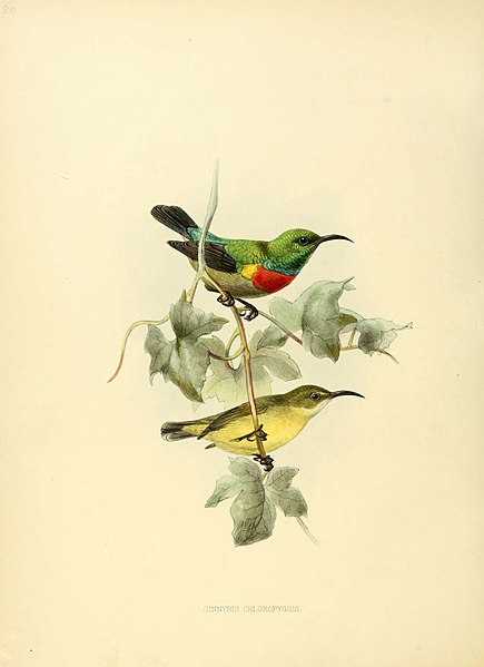 File:A monograph of the Nectariniidae, or, Family of sun-birds (6431113827).jpg