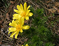 Frühlings-Adonisröschen (Adonis vernalis) im Gonsenheimer Wald