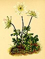 Anemone baldensis plate in: Anton Hartinger: Atlas der Alpenflora, (1882)