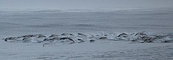 Southern right whale dolphins porpoising