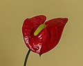 28 Anthurium (Flamingoplant) 12-08-2019 (actm) 01 uploaded by Agnes Monkelbaan, nominated by Agnes Monkelbaan,  7,  3,  0