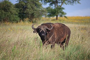 Kaffernbüffel im Akagera-Nationalpark