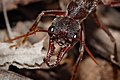 Head of a bull ant