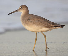 A large tan bird with a black bill stands on a sandy beach by the water