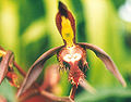 Catasetum saccatum