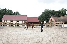 Femme de dos faisant travailler son cheval à la longe dans un carrousel avec une écurie en fond.