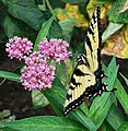 Feeding on Asclepias incarnata