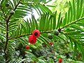 Europinis kukmedis (Taxus baccata)