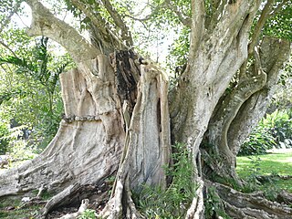 Jardin de Pamplemousse, à Maurice : tronc