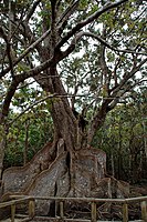 Sakishimasuou boom: Naar verluidt de grootste en oudste mangroveboom in Japan.