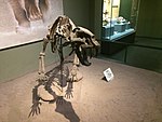 A Homotherium mounted at the museum.