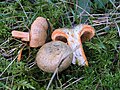 Lactarius quieticolor