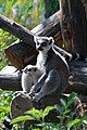 Lemur catta