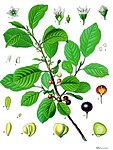 Rhamnus frangula — Крушина ломкая
