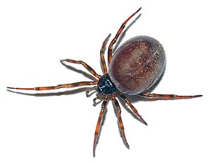 Steatoda bipunctata, wiiftje