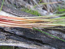 Bases of flowering stems