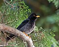 Turdus flavipes (cat.)