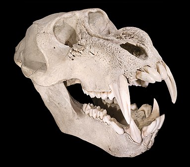 Mandrill skull Mandrillus sphinx