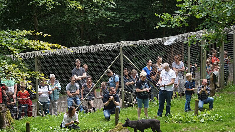 File:Adler und Wolfspark Kasselburg Timberwölfe 3.jpg