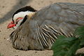 Arabian partridge