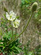 Anemone cylindrica